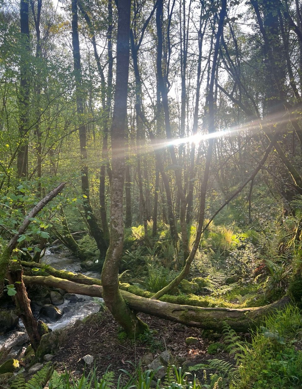 Nature